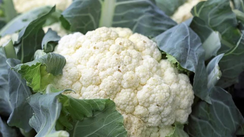 How to grow brassicas