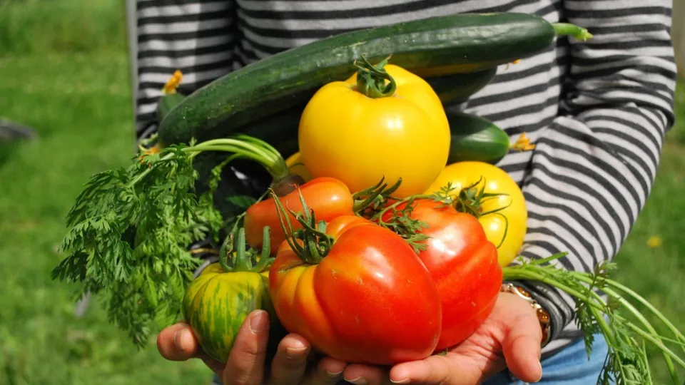 How to grow veg with David Domoney