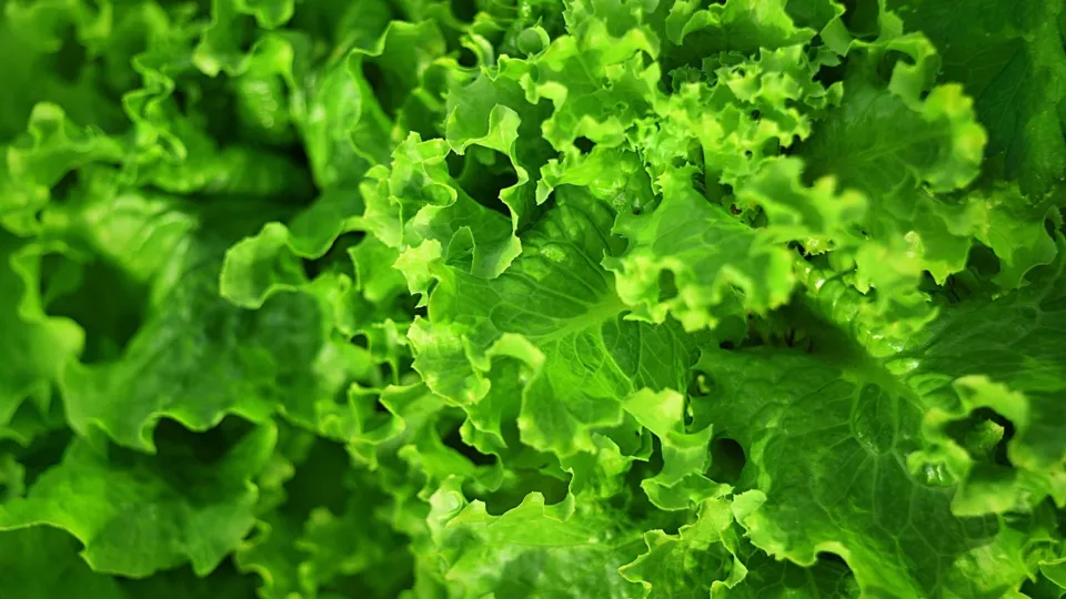 How to grow leafy vegetables