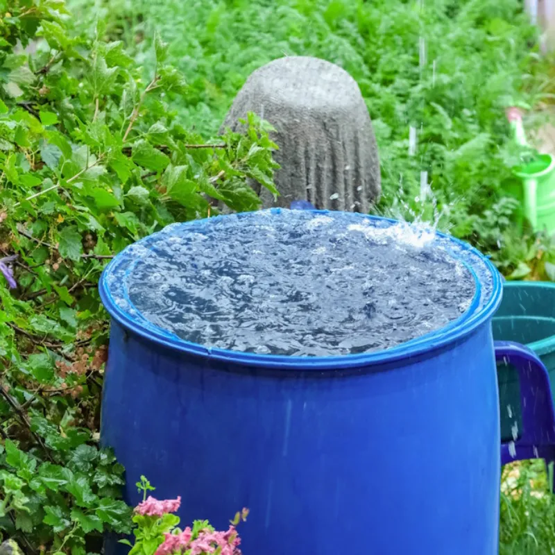 How to collect rainwater and what are the benefits for your plants?