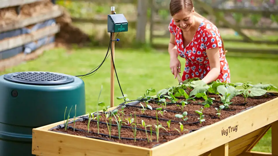 irrigation feeding a trug of vegetables