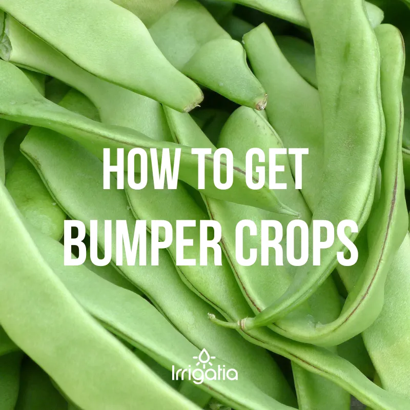 How to get bumper crops